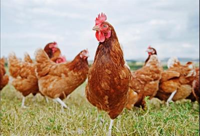 Galline ovaiole