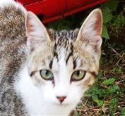 GATTINA DOLCISSIMA
