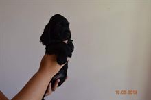 Foto 4 Cocker Spaniel Inglese