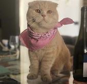 Foto 6 Gatto rosso Scottish fold disponibile per accoppiamento