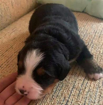 Bovaro del bernese