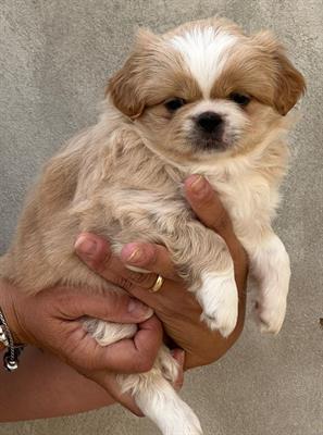 Cuccioli pechinese, genitori visibili - Foto 2