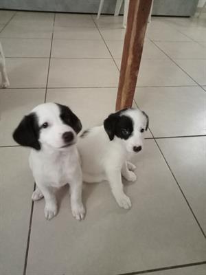 Cagnolini meticci