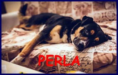 PERLA mix labrador rottweiler