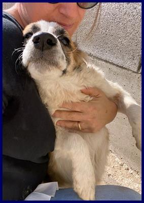 TESIS cucciola 5 mesi buona e tranquilla cresce in un box - Foto 3