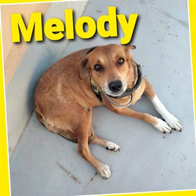 Cagnolina taglia media 3 anni MELODY