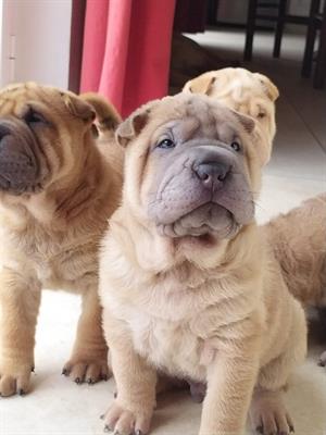 Cuccioli di Sharpei con pedigree