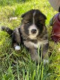 Cuccioli disponibili