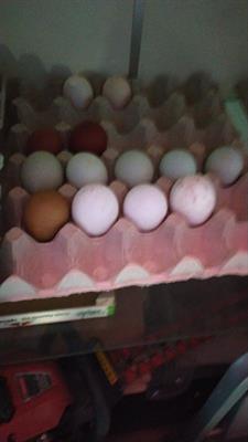 Uova feconde galline