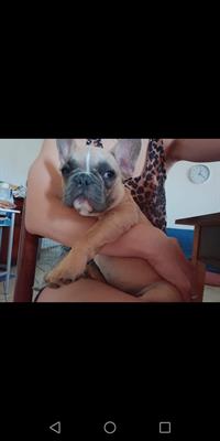 BOULDOG FRANCESE CUCCIOLO