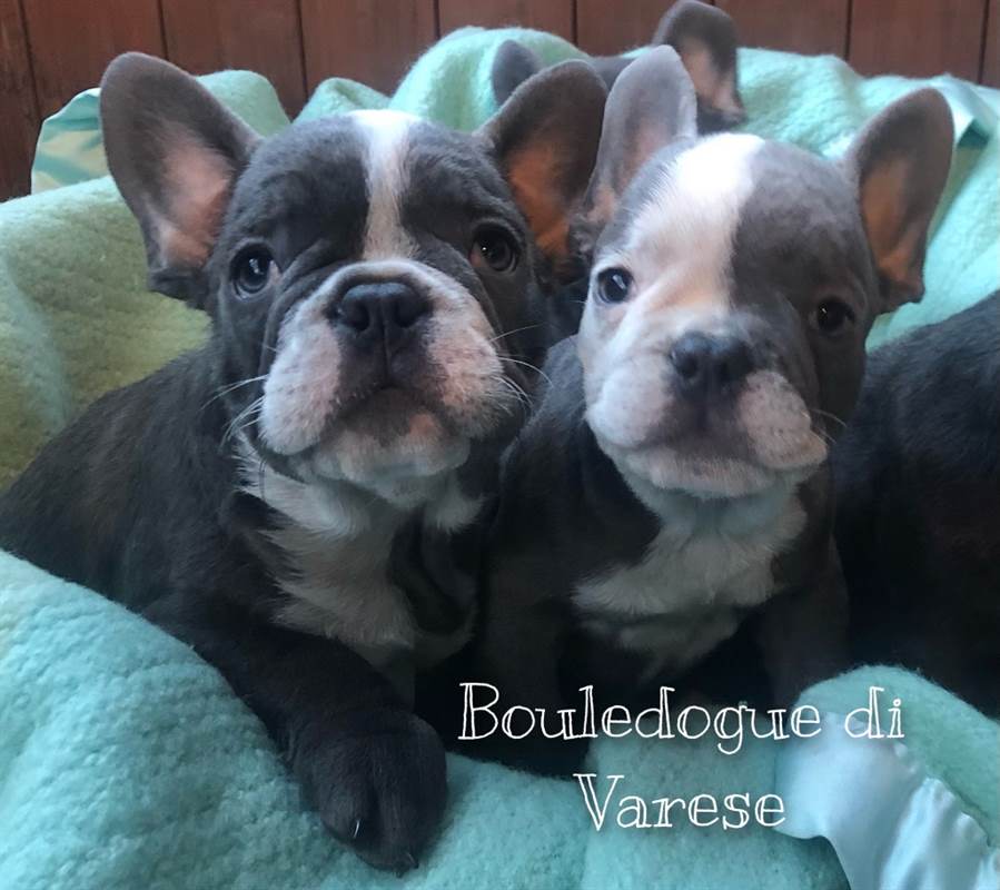 Foto 4Bulldog francese Blue, colore Tan