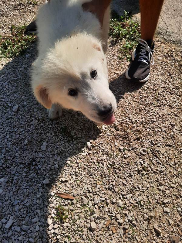 Cuccioli di pastore Razza maremmano abruzzese - Napoli