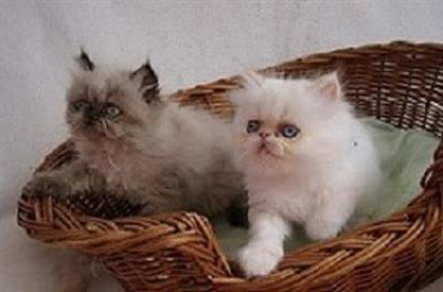 Gattini persiani ora disponibili