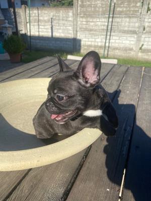 Bulldog francese femmina