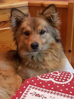Cerco cagnolina taglia medio