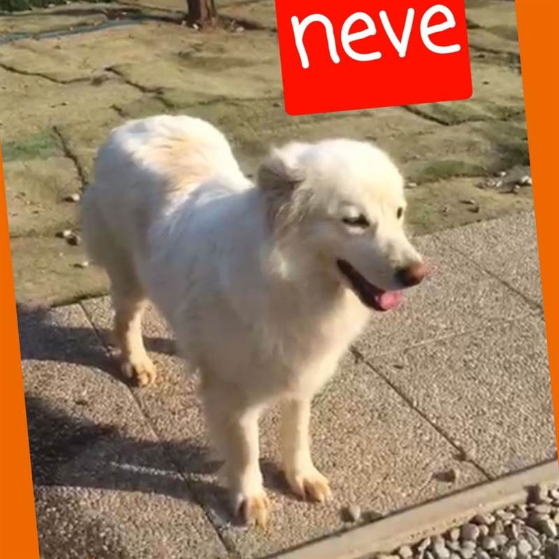 Cagnolina 3 anni tg media NEVE simil volpina