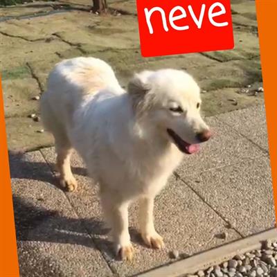 Cagnolina 3 anni tg media NEVE simil volpina
