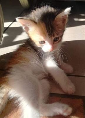 Regalasi 3 ultime bellissime gattine - Anteprima 1