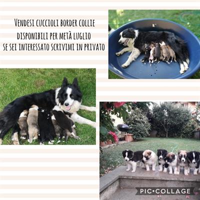 Cuccioli Border Collie