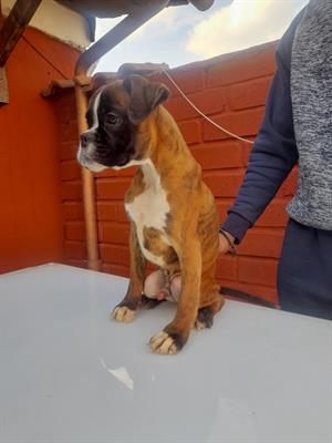 Cuccioli di boxer