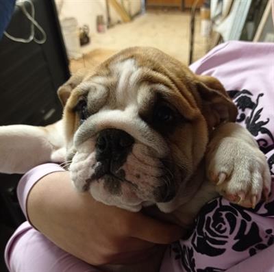 Bulldog inglese