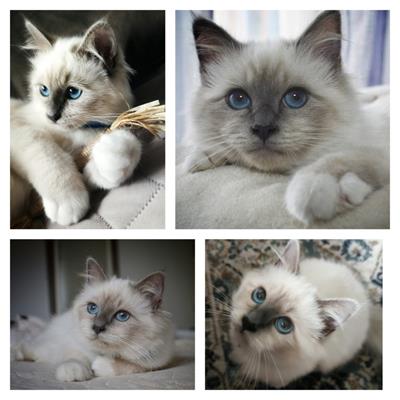 Cuccioli sacro di Birmania pedigree Anfi
