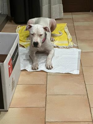 Cucciolo dogo argentino, genitori visibili - Foto 2