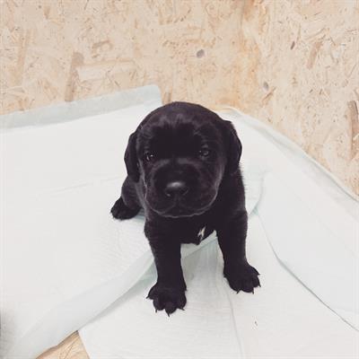 Cuccioli di Razza Labrador, colore nero - Foto 6