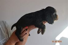 Foto 6 Cocker Spaniel Inglese