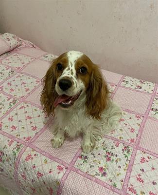 Cavalier King Charles Spaniel