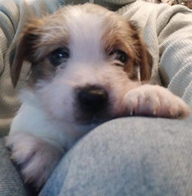 Cuccioli di jack russel puri - Anteprima 1