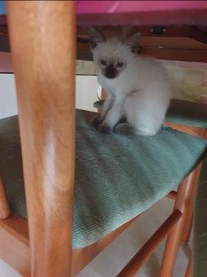 Splendidi cuccioli di thai(siamese tradizionale)