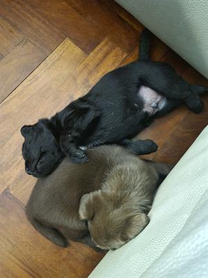 Cuccioli Razza Labrador Nero e Choco con pedigree, color marrone - Foto 5