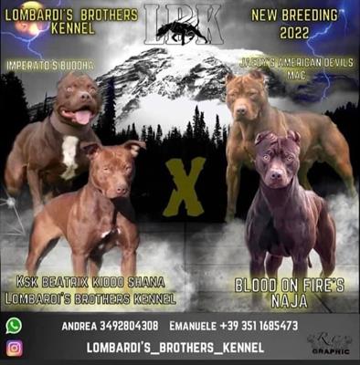 Pitbull ukc