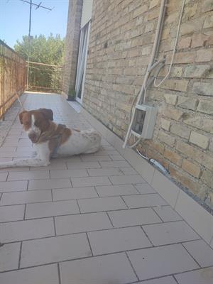 Pensione per cani e gatti