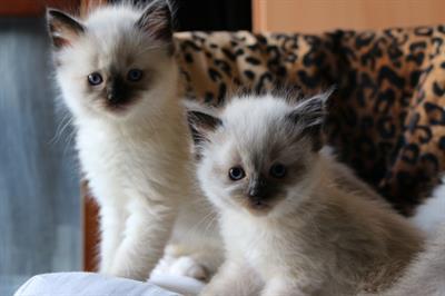 Ultimi Cuccioli di Ragdoll