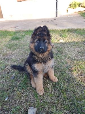 Pastore tedesco cuccioli