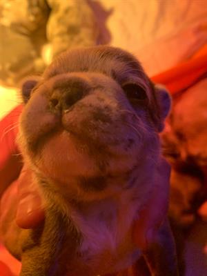 Bulldog francese esotico - Foto 5