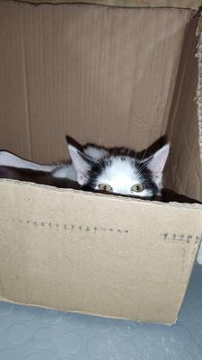 Cuccioli di gatto deliziosi cercano casa