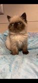 Exotic shorthair con pedigree ministeriale