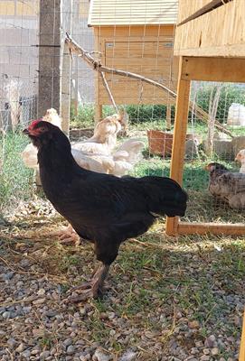 Pollastri Olive Egger