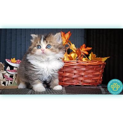 Scottish fold e straight nord Italia - Foto 5