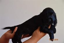 Cocker Spaniel Inglese