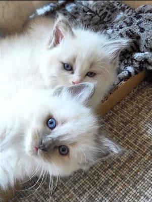 Ragdoll gattini vendita