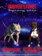 Allevamento American Razza Pitbull Terrier - Anteprima 1