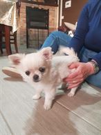 Foto 3 Chihuahua con Pedigree, a pelo lungo, genitori visibili