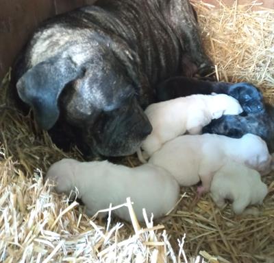 Cuccioli di Cane Corso bianco alta genealogia