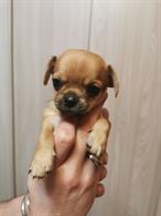 Foto 3 Cuccioli di Razza Chihuahua disponibili
