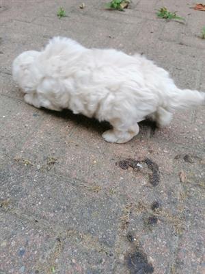 Cuccioli maltese