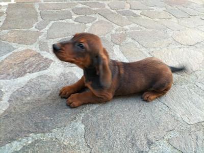 Vendita cuccioli cane da caccia - Foto 5